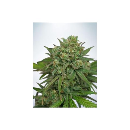 INSTAKUSH * MINISTRY SEEDS 2 SEMI FEM 