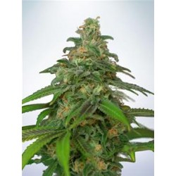 AUTO MANDARIN HAZE * MINISTRY SEEDS 5 SEMI FEM 