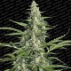 PANDORA AUTO * PARADISE SEEDS FEMINIZED 3 SEMI 