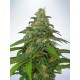 AUTO MANDARIN HAZE * MINISTRY SEEDS 10 SEMI FEM 