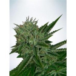 AUTO NORTHERN LIGHTS * MINISTRY SEEDS 10 SEMI FEM 