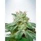 CBD STAR * MINISTRY SEEDS 5 SEMI FEM 