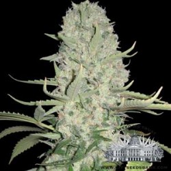 WHITE WIDOW AUTO * CITY SEEDS BANK 3 SEMI FEM