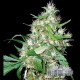 EUPHORIC DIESEL AUTO * CITY SEEDS BANK 3 SEMI FEM