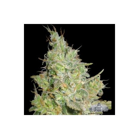 EASY-E AUTO * CITY SEEDS BANK 3 SEMI FEM