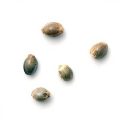 MIX 5 AUTO * CITY SEEDS BANK 5 SEMI FEM