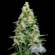 AK 47 * CITY SEEDS BANK 3 SEMI FEM