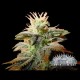 BUBBLE GUM * CITY SEEDS BANK 3 SEMI FEM