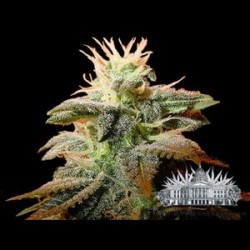 BUBBLE GUM * CITY SEEDS BANK 3 SEMI FEM