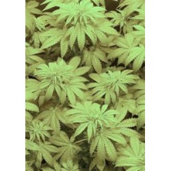 CHOCOLUTE F2 * ABSOLUTE CANNABIS SEEDS 10 SEMI REG