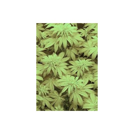 CHOCOLUTE F2 * ABSOLUTE CANNABIS SEEDS 10 SEMI REG