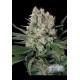 CHEESE * CITY SEEDS BANK 3 SEMI FEM