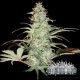 CHOCOLOPE * CITY SEEDS BANK 3 SEMI FEM