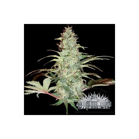 CHOCOLOPE * CITY SEEDS BANK 3 SEMI FEM