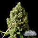 CRITICAL KUSH * CITY SEEDS BANK 5 SEMI FEM