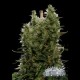 NORTHERN LIGHT * CITY SEEDS BANK 5 SEMI FEM