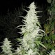 MAROC * FEMALE SEEDS 4 SEMI FEM 