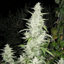 MAROC * FEMALE SEEDS 4 SEMI FEM 