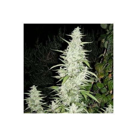 MAROC * FEMALE SEEDS 4 SEMI FEM 