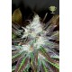 MATURE KUSH* MICROGENETICA SEEDS 5 SEMI FEM 