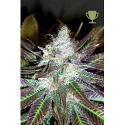 MATURE KUSH* MICROGENETICA SEEDS 5 SEMI FEM 