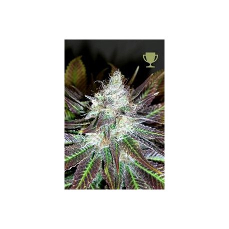 MATURE KUSH* MICROGENETICA SEEDS 5 SEMI FEM 