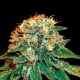 BIG PAPAYA AUTO * MICROGENETICA SEEDS 5 SEMI FEM 