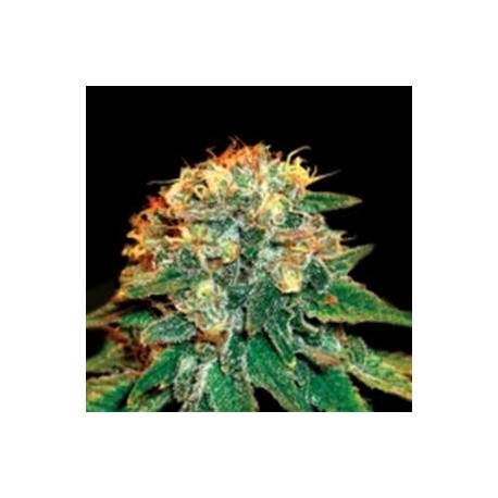 BIG PAPAYA AUTO * MICROGENETICA SEEDS 5 SEMI FEM 