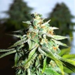 WHITE CHEESE* MICROGENETICA SEEDS 5 SEMI FEM 