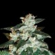 MICRO GIANT AUTO* MICROGENETICA SEEDS 5 SEMI FEM 