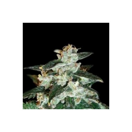 MICRO GIANT AUTO* MICROGENETICA SEEDS 5 SEMI FEM 