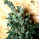 SOURHAZE* MICROGENETICA SEEDS 5 SEMI FEM 