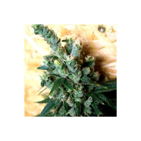 SOURHAZE* MICROGENETICA SEEDS 5 SEMI FEM 