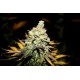 MAZARf* MICROGENETICA SEEDS 5 SEMI REG