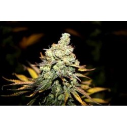 MAZARf* MICROGENETICA SEEDS 5 SEMI REG