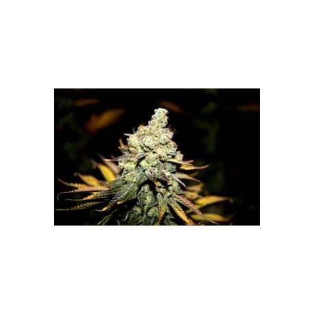 MAZARf* MICROGENETICA SEEDS 5 SEMI REG