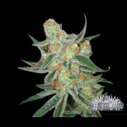 PURE POWER PLANT * CITY SEEDS BANK 3 SEMI FEM