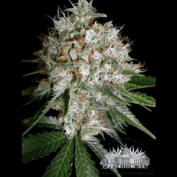 SOUR DIESEL * CITY SEEDS BANK 3 SEMI FEM