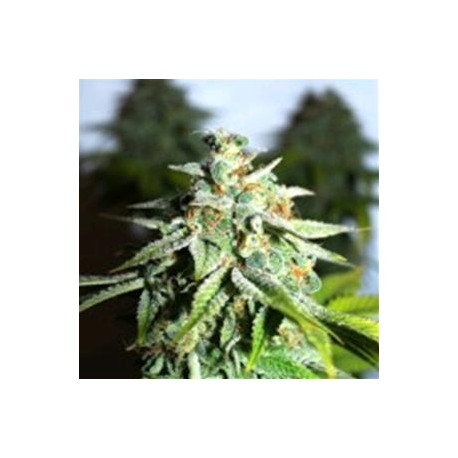 WHITE CHEESE* MICROGENETICA SEEDS 3 SEMI FEM 