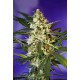 FAST BUD #2 AUTO * SWEET SEEDS FEMINIZED 5 SEMI 