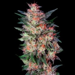 SUPER SKUNK * CITY SEEDS BANK 5 SEMI FEM