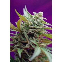 BLACK JACK AUTO * SWEET SEEDS FEMINIZED 3 SEMI 