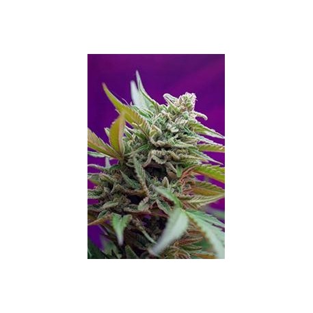 BLACK JACK AUTO * SWEET SEEDS FEMINIZED 3 SEMI 