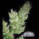 BLACK WIDOW * CITY SEEDS BANK 3 SEMI FEM