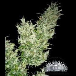 BLACK WIDOW * CITY SEEDS BANK 5 SEMI FEM