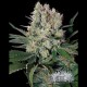 DR. KOSHER KUSH * CITY SEEDS BANK 3 SEMI FEM