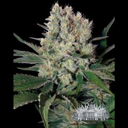 DR. KOSHER KUSH * CITY SEEDS BANK 5 SEMI FEM