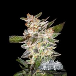 EASY - E * CITY SEEDS BANK 3 SEMI FEM