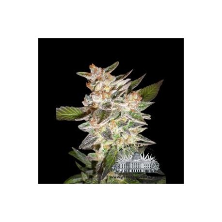 EASY - E * CITY SEEDS BANK 3 SEMI FEM