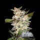 EASY - E * CITY SEEDS BANK 5 SEMI FEM